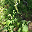 False hellebore