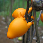 Mickey Mouse Plant