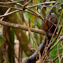 Ardilla (variegated squirrel)