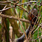 Ardilla (variegated squirrel)