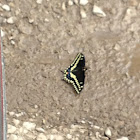 Black Swallowtail