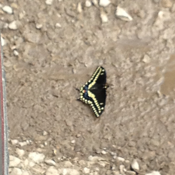 Spotting Image 1