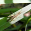 grasshopper