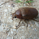 Chafer beetle