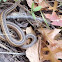 Garter Snake