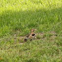 Northern Flicker