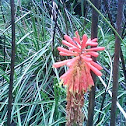 flor silvestre