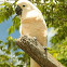 Sulphur-crested Cockatoo
