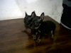 Pinscher Mini Y Tamano 0