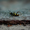 Wasp beetle