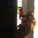 Secada