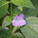 Carolina wild petunia