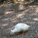 White Crested Duck