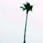 Palm tree