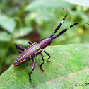 Longhorn beetle