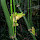 Tree Frogs Of KY, TN, and surrounding area's.