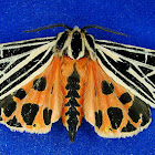 Grammia virgo