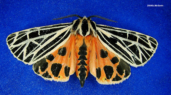 Spotting Image 1