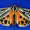 Grammia virgo