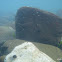 river snail