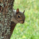 Eastern gray squirrel