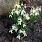 Snow Drops