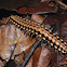 Millipede