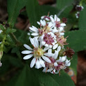 Wild Aster