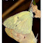 Small Samlon Arab Butterfly