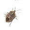 Sunflower seed bug