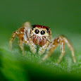 Spiders of Tennessee