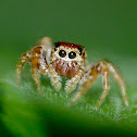 Jumping spider