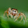 Spiders of Tennessee