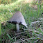 Shaggy ink cap