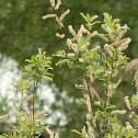 Sedge Warbler