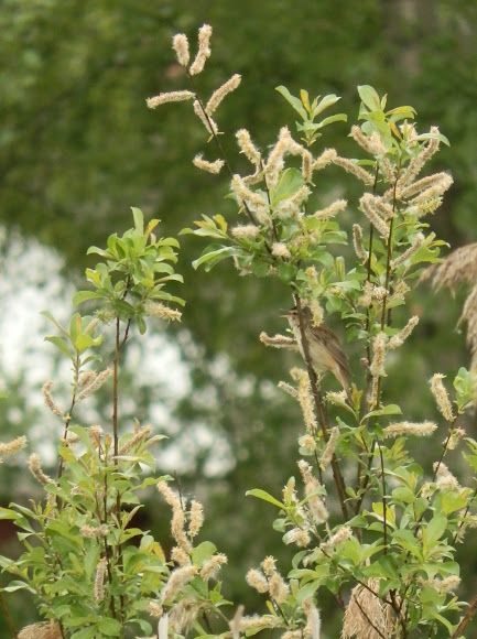 Spotting Image 1