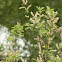 Sedge Warbler