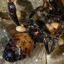 seed shrimp eating a dead bee