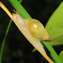 Snail