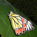 Common Jezebel