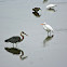 Great Blue Heron, Great Egret, Night Heron, Snowy Egret