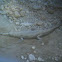 Male Gharial