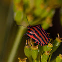 Italian Striped Bug