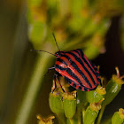 Italian Striped Bug