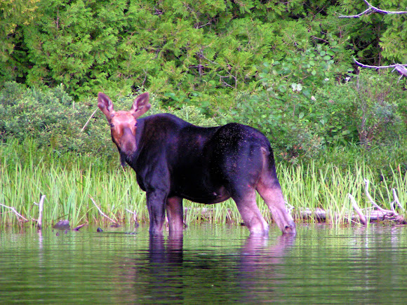 Spotting Image 1
