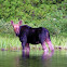 Moose
