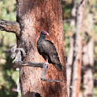 Turkey Vulture