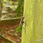 Tachinid fly