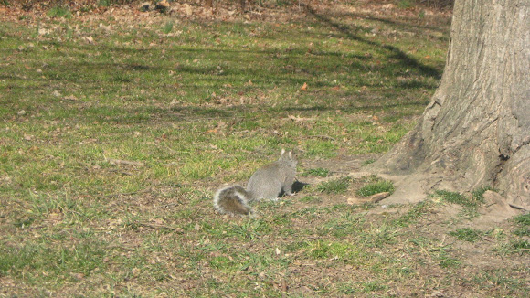 Spotting Image 1