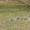 grey squirrel